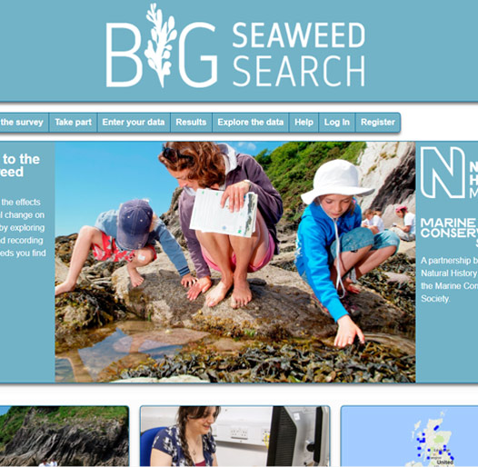 Big Seaweed Search